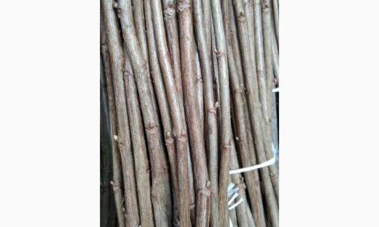 Продам бруньки смородини оптом - фото № 2