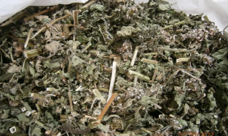 Пустирник (собача кропива) трава - фото № 1