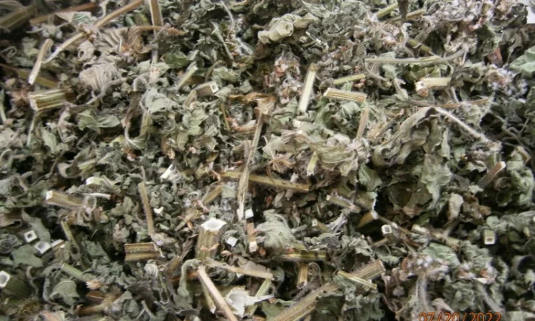 Пустирник (собача кропива) трава - фото № 2