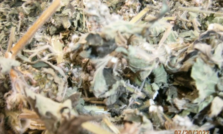 Пустирник (собача кропива) трава - фото № 3