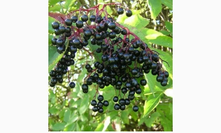 Закупаем Сухую ягоду бузины.Дорого по Украине - фото № 1