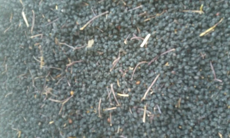 Купим ЯГОДУ БУЗИНЫ сухую, красную рябину, шиповник, боярышник - фото № 1