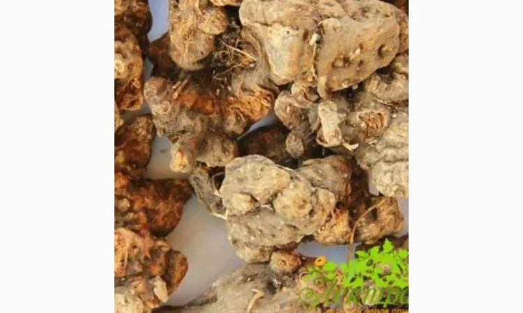 Закупаем корень Девясила, Алтея, лопуха, одуванчика, калгана, аира, живокоста - фото № 1