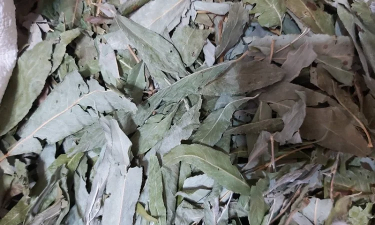 Верба (іва) листя сушене куплю - фото № 1