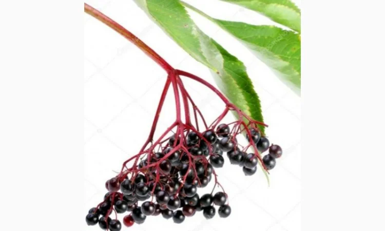 Закупаем ягоду Бузины Сухую.Интересует очищеная и неочищеная - фото № 1