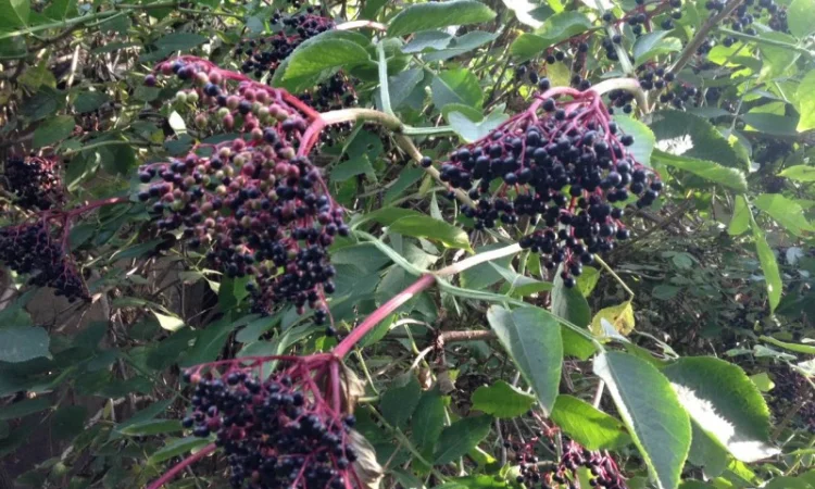 Закупаем цвет бузины, липы, боярышника, сухие ягоды бузины - фото № 1