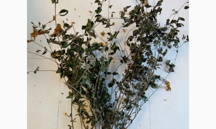 Дрік красильний - фото № 1