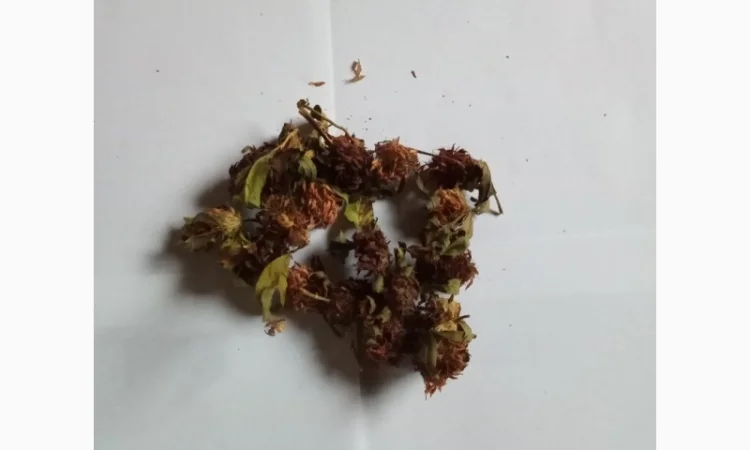 Цвіт конюшини - фото № 1