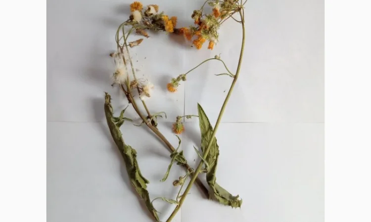 Осот городній - фото № 1