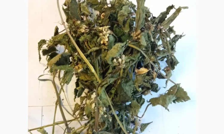 Глуха кропива - фото № 1