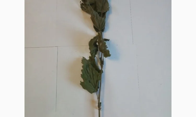 Кропива. Дводомна - фото № 1