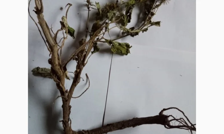 Корінь лопуха - фото № 1