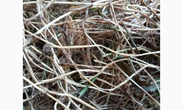 Пирій повзучий - фото № 1