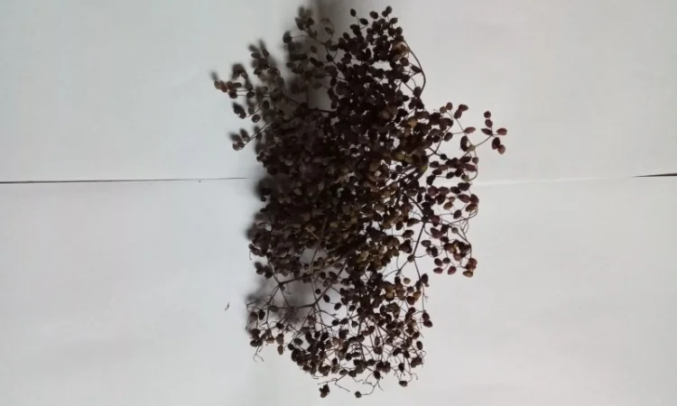 Бузина деревовидна - фото № 1