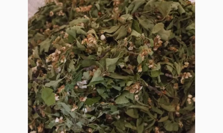 Куплю лист липи, лист малини - фото № 1