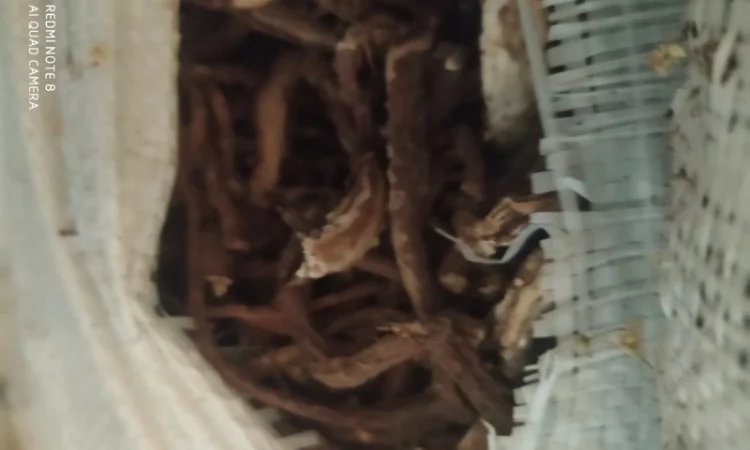 Куплю лист липи, лист малини - фото № 2