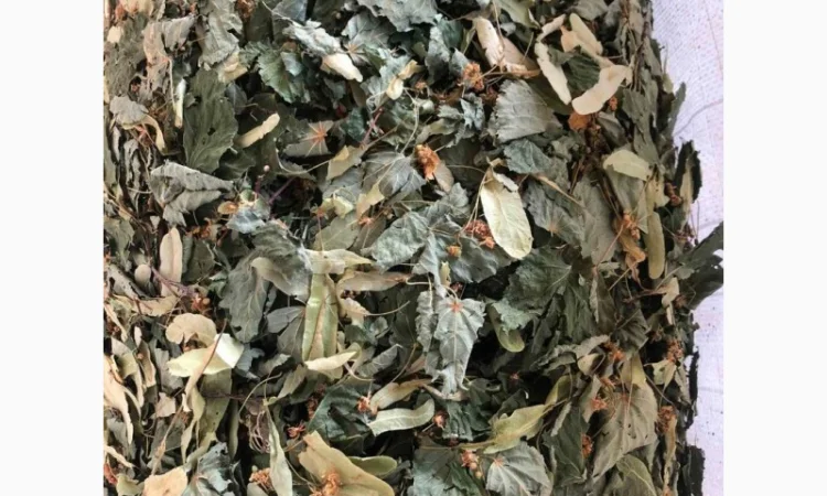 Куплю лист липи, лист малини - фото № 3