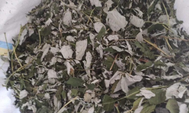 Куплю лист липи, лист малини - фото № 4