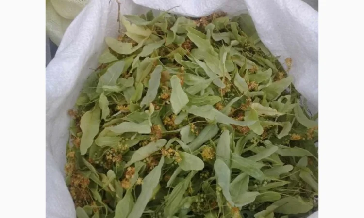 Куплю сухий цвіт липи - фото № 1