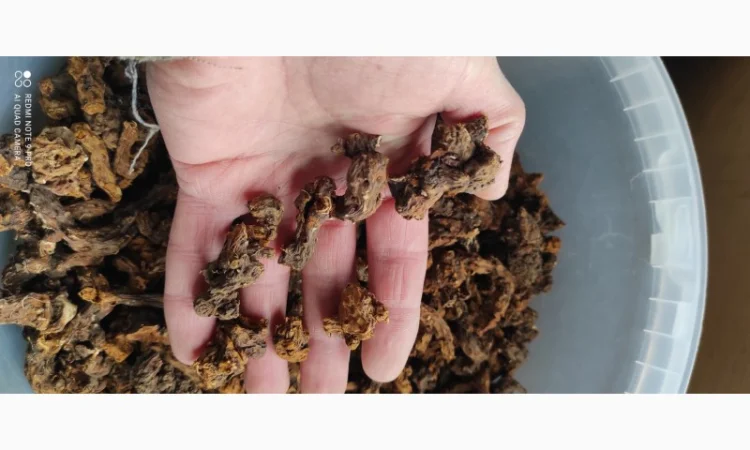 Корінь калгану (перстач прямостоячий) з Карпат - фото № 1