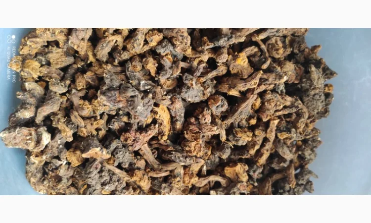 Корінь калгану (перстач прямостоячий) з Карпат - фото № 2