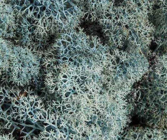 Мох ягель сушений (скандинавський) куплю - фото № 2