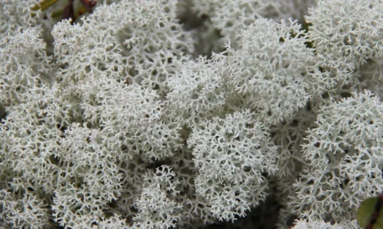 Мох ягель сушений (скандинавський) куплю - фото № 4