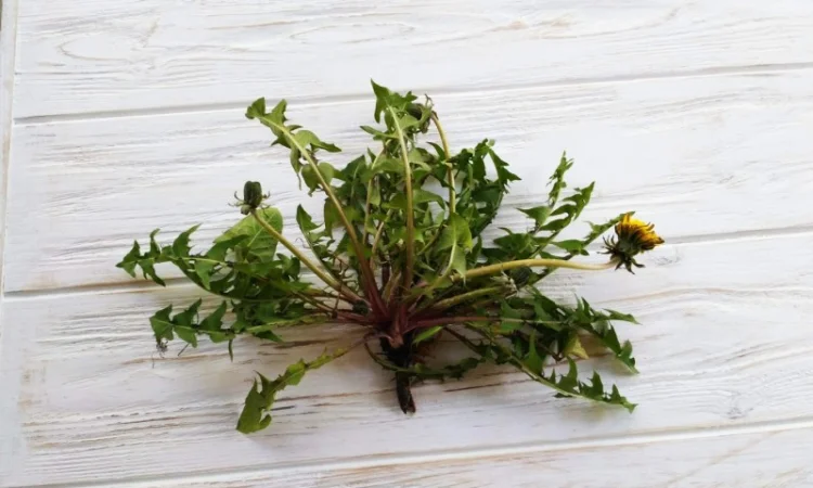 Кульбаба лист сушений (одуванчик) - фото № 1