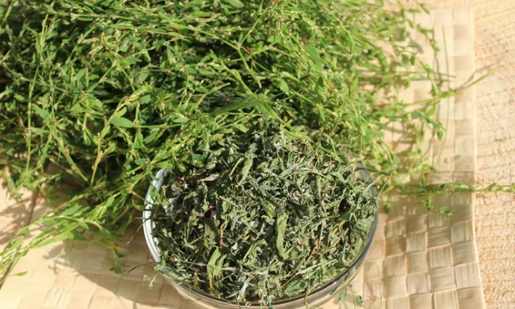 Спориш сушений - фото № 1