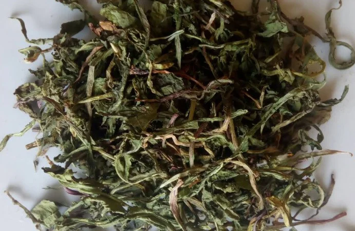 Кульбаба (одуванчик) листя сушене куплю - фото № 3