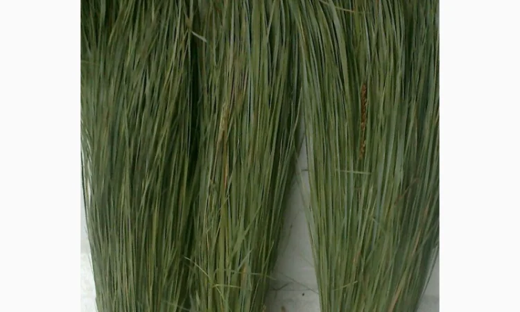 Продам Траву Зубровку и лек. сырье для ликьеро-водочной промишленности - фото № 1