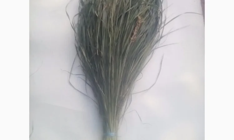 Продам Траву Зубровку и лек. сырье для ликьеро-водочной промишленности - фото № 2