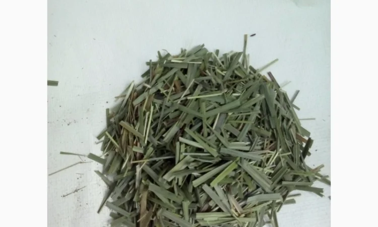 Продам Траву Зубровку и лек. сырье для ликьеро-водочной промишленности - фото № 10