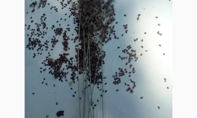 Продам Траву Зубровку и лек. сырье для ликьеро-водочной промишленности - фото № 7