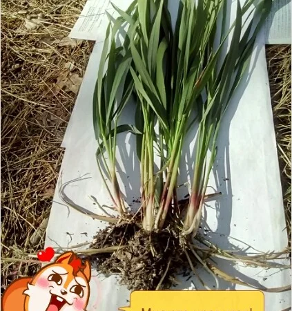 Продам Траву Зубровку и лек. сырье для ликьеро-водочной промишленности - фото № 4