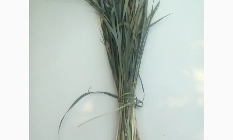 Продам Траву Зубровку и лек. сырье для ликьеро-водочной промишленности - фото № 13