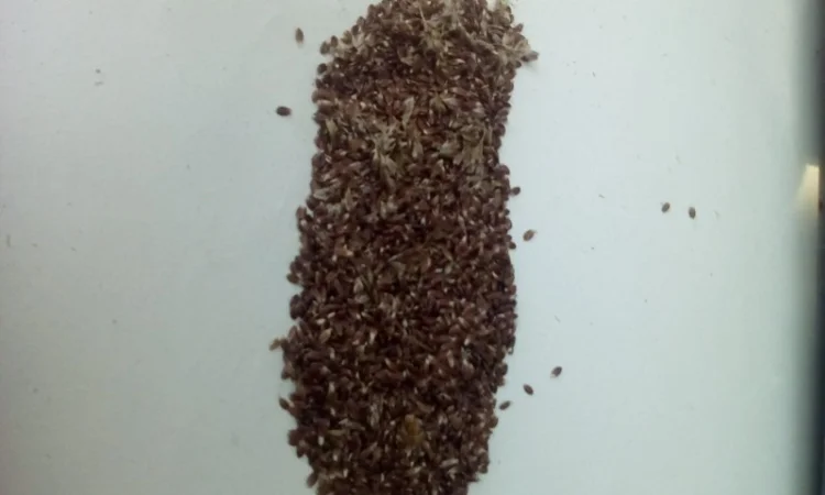 Продам Траву Зубровку и лек. сырье для ликьеро-водочной промишленности - фото № 9