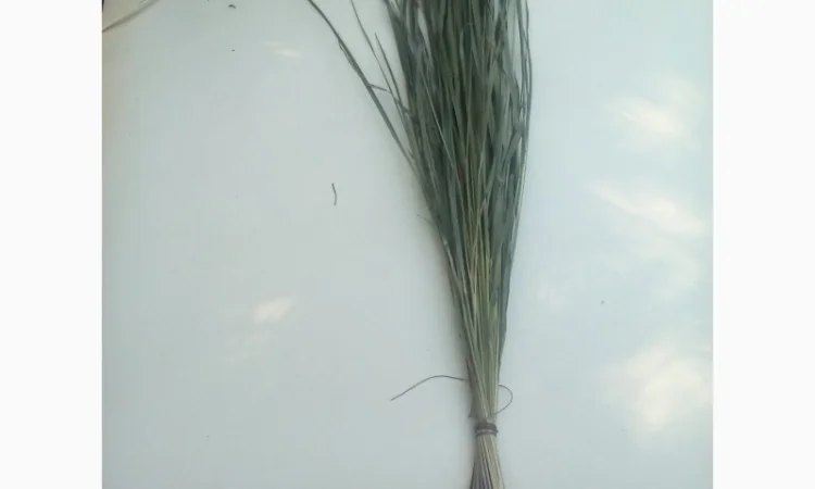 Продам Траву Зубровку и лек. сырье для ликьеро-водочной промишленности - фото № 14