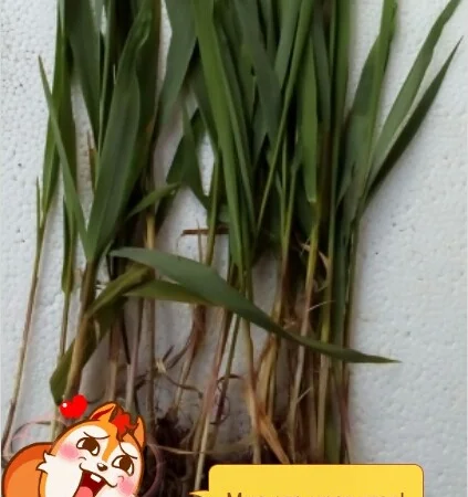 Продам Траву Зубровку и лек. сырье для ликьеро-водочной промишленности - фото № 11