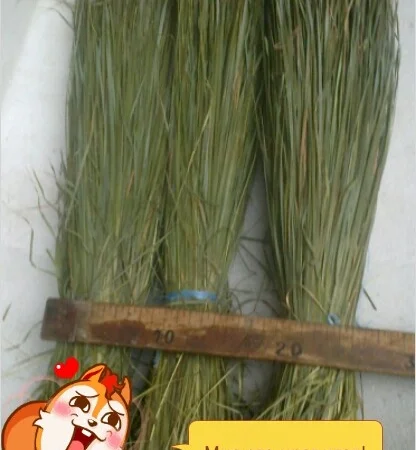 Продам Траву Зубровку и лек. сырье для ликьеро-водочной промишленности - фото № 12