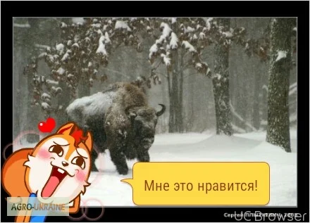 Продам Траву Зубровку и лек. сырье для ликьеро-водочной промишленности - фото № 3