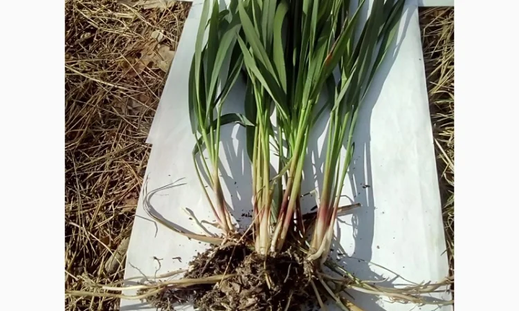 Продам РОЗСАДУ трави Зубровки, Ландиша - фото № 1