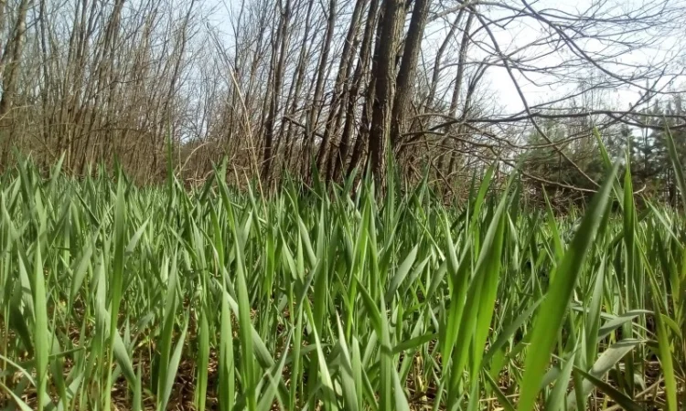 Продам РОЗСАДУ трави Зубровки - фото № 3