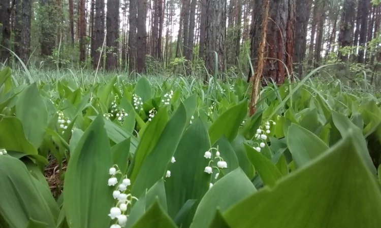 Продам РОЗСАДУ трави Зубровки, Ландиша - фото № 2
