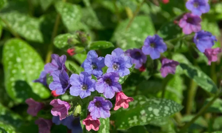 Куплю траву або лист медунки лікарської - фото № 1