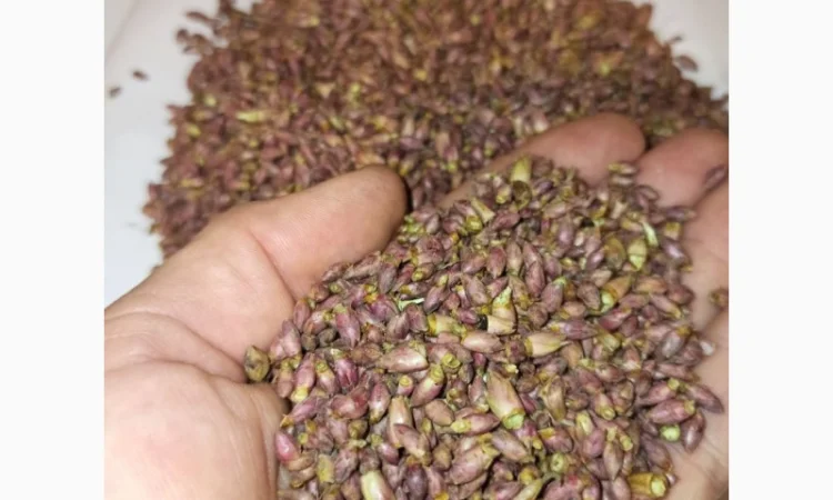 Продам бруньки чорної смородини - фото № 1