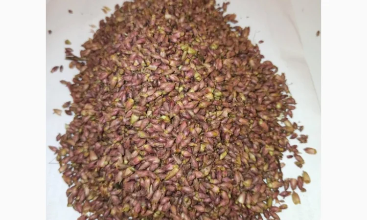 Продам бруньки чорної смородини - фото № 2