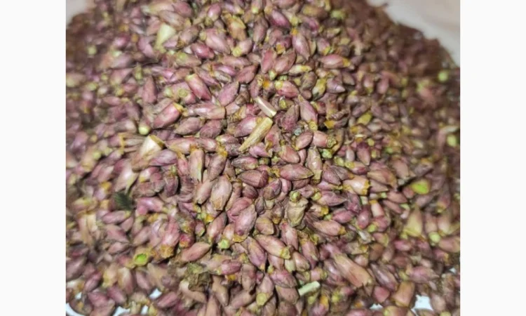 Продам бруньки чорної смородини - фото № 3