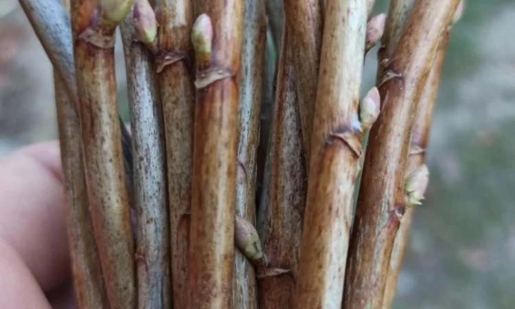 Продам бруньки чорної смородини - фото № 4