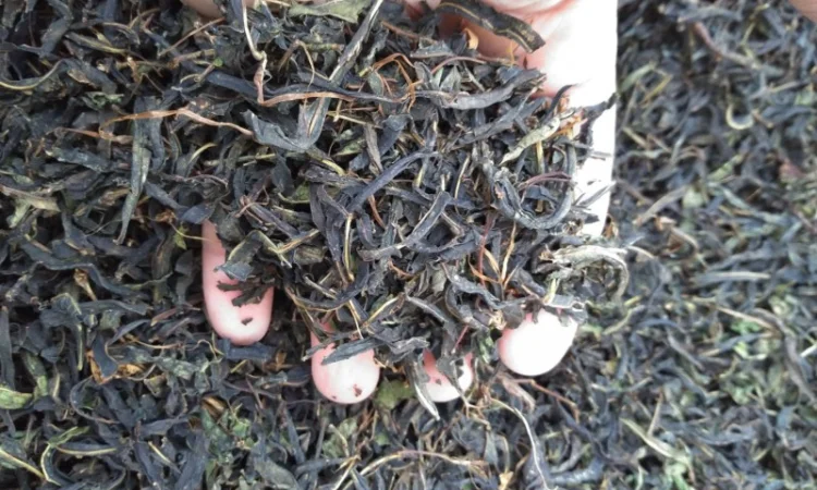 Іван-чай ферментований - фото № 1